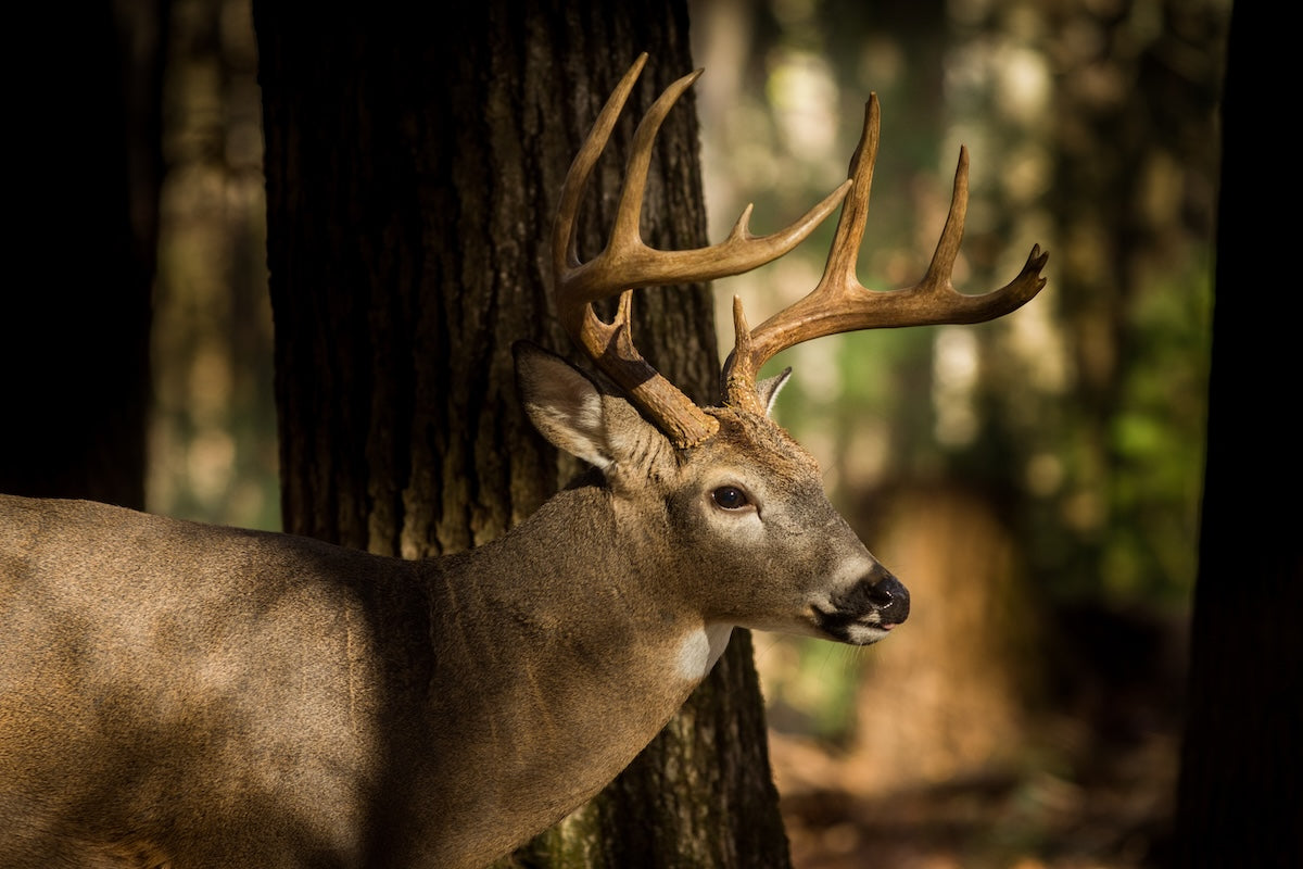 deer reaction time