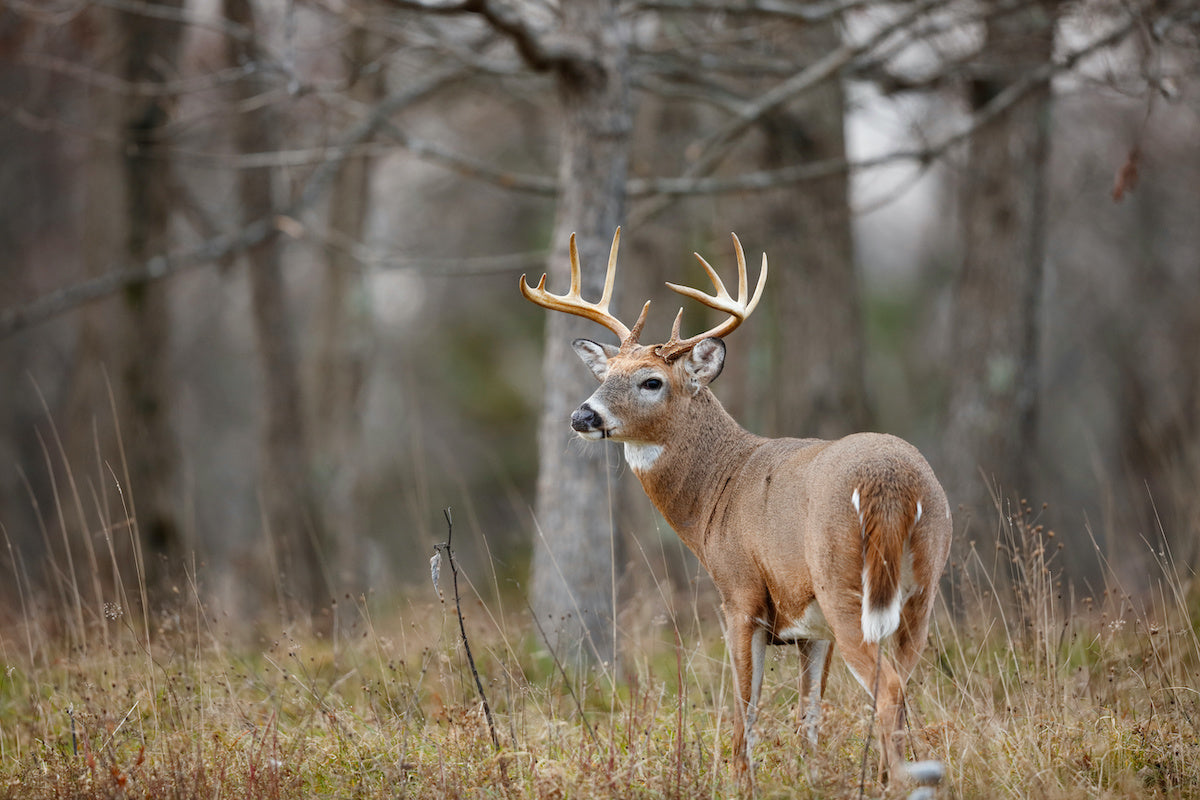 do lighted nocks spook deer