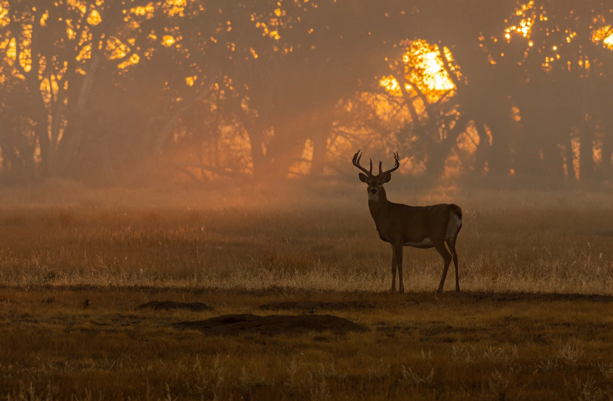 improve bowhunting accuracy