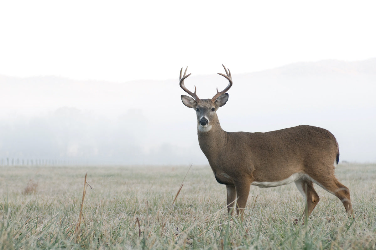 prevent deer jumping the string