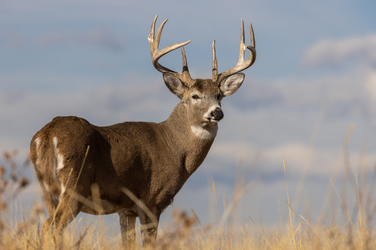 why deer react before arrow hits
